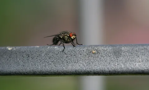Eine Stubenfliege mit roten Facettenaugen sitzt auf einer grauen, strukturierten Metallstange vor unscharfem grünem und rosafarbenem Hintergrund.