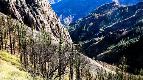 Schwarz verkohlte und frisch grün austreibende Kiefern vor einem steilen, zerklüfteten Felshang, dahinter ein tiefes Bergtal mit bewaldeten Hängen.