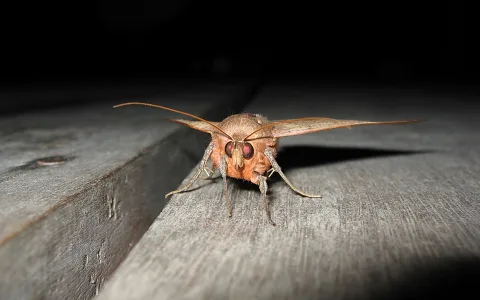Ein brauner Nachtfalter sitzt frontal auf einem grauen Holzbalken vor dunklem Hintergrund.