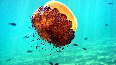 Eine große, bräunlich-orange Qualle mit dunklen Punkten und langen Fangarmen schwebt im türkisfarbenen Wasser, im Hintergrund schwimmen kleine dunkle Fische über einem sandigen Meeresboden.