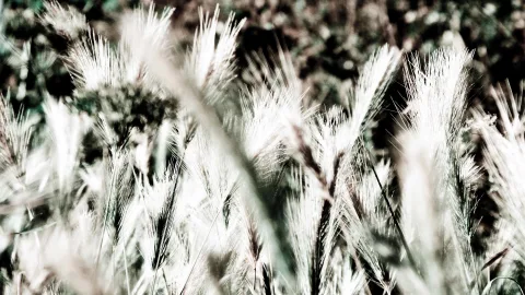 Nahaufnahme hoher, heller Grasähren vor unscharfem, dunkelgrünem Hintergrund, leicht bläulich entsättigt.