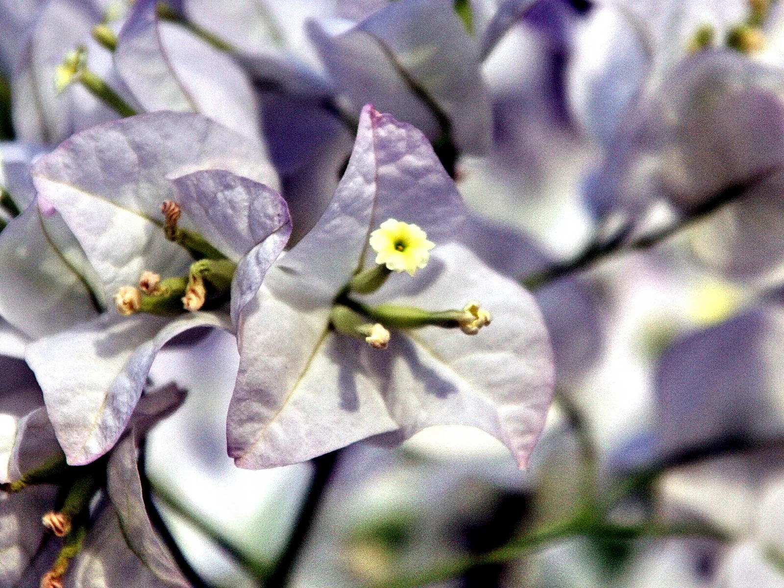 Nahaufnahme eines Zweigs mit blassvioletten Hochblättern der Bougainvillea und einer kleinen gelben Blüte in der Mitte, Hintergrund unscharf in Weiß und Lila.