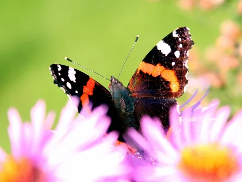 Ein Admiralfalter mit schwarz-orangen Flügeln sitzt auf rosafarbenen Astern vor einem grünen, unscharfen Hintergrund.
