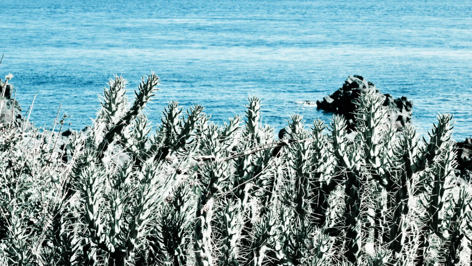 Dichter Bewuchs aus stacheligen Kakteen im Vordergrund, dahinter das blaue Meer und dunkle Felsen am Ufer.