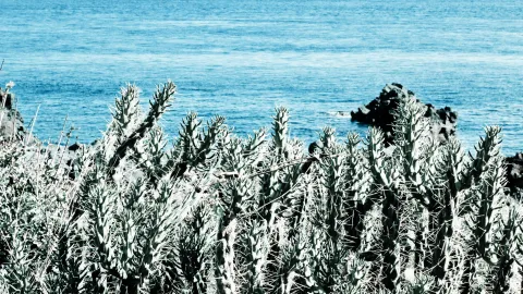 Dichter Bewuchs aus stacheligen Kakteen im Vordergrund, dahinter das blaue Meer und dunkle Felsen am Ufer.