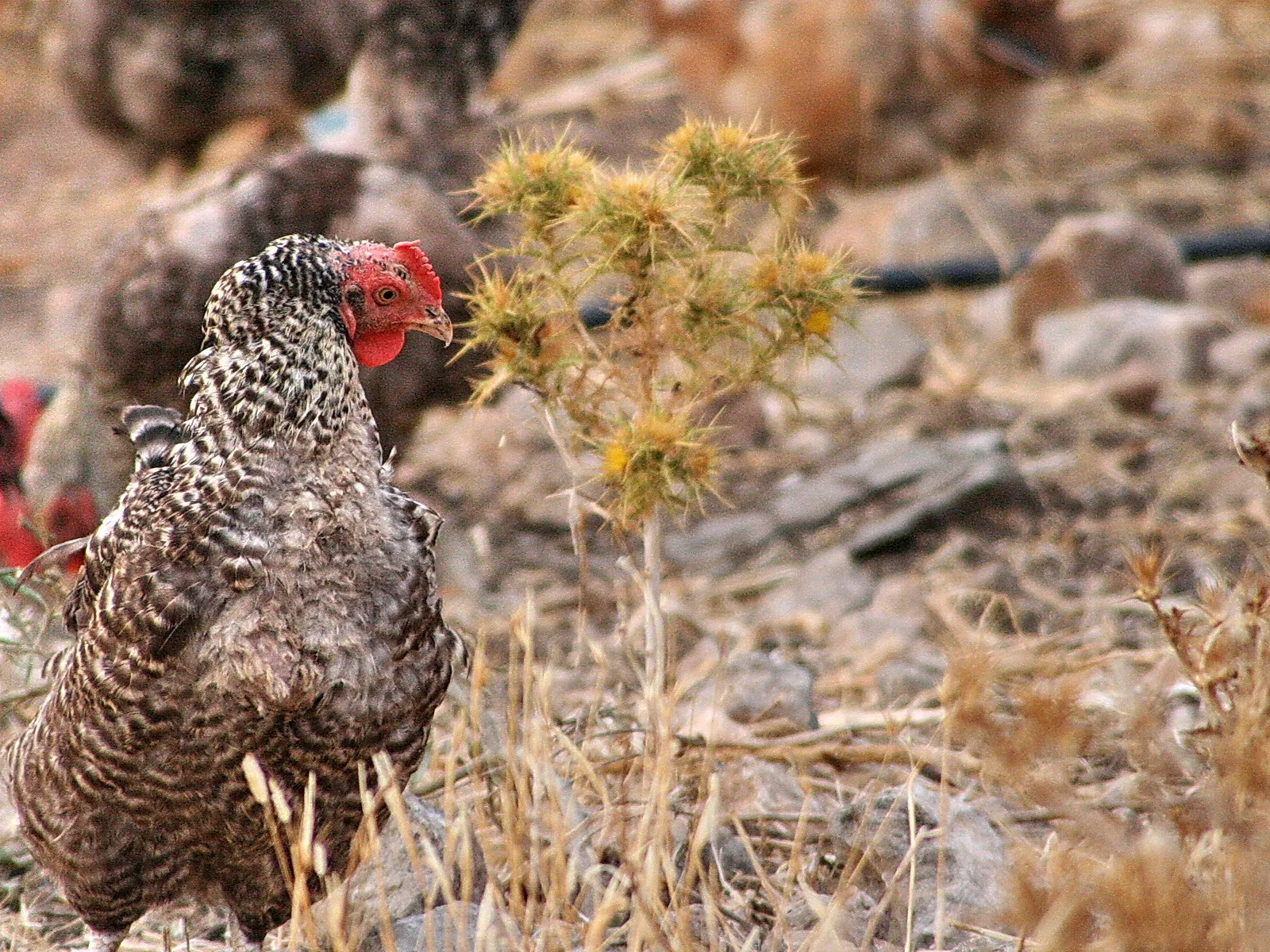 Ein braun-weiß gesprenkeltes Huhn mit rotem Kamm steht links im Bild auf steinigem, trockenem Boden. Rechts wächst eine vertrocknete Distel, im Hintergrund sind weitere Hühner unscharf zu sehen.