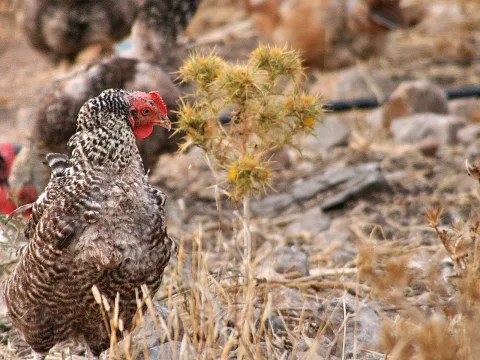 Ein braun-weiß gesprenkeltes Huhn mit rotem Kamm steht links im Bild auf steinigem, trockenem Boden. Rechts wächst eine vertrocknete Distel, im Hintergrund sind weitere Hühner unscharf zu sehen.