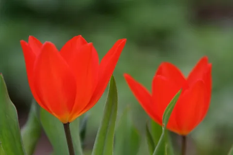 Zwei leuchtend rote Tulpen mit grünen Blättern und Stängeln vor unscharfem grünem Hintergrund.