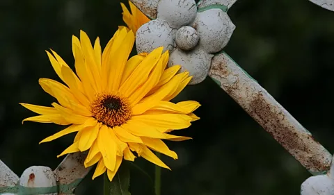 Eine leuchtend gelbe Blüte mit dunkler Mitte vor einem weiß bemalten, rostigen Metallzaun mit Blütenornament.
