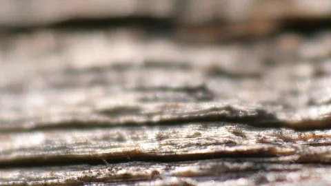 Nahaufnahme einer verwitterten, grau-braunen Holzoberfläche mit waagerechten Maserungen und Rissen, im Vordergrund scharf, oben und unten unscharf.