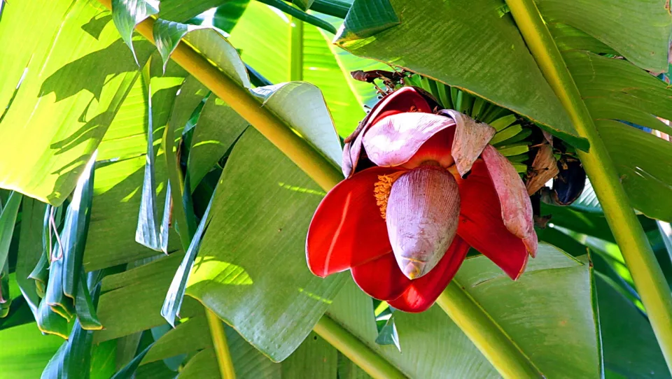 Rote Bananenblüte mit hängender, knospenartiger Hülle zwischen grünen Bananenblättern