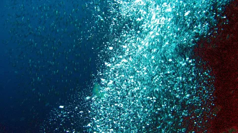 Aufsteigende Luftblasen und ein dichter Schwarm kleiner Fische in blauem Meerwasser, am rechten Rand rötlicher Untergrund.