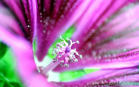 Nahaufnahme einer lila Malvenblüte mit Staubbeuteln und Stempel vor grünem, unscharfem Hintergrund