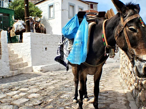 Dunkelbrauner Esel mit Packsattel und zwei blauen Plastiktüten steht auf einer gepflasterten Gasse neben weiß getünchten Mauern.