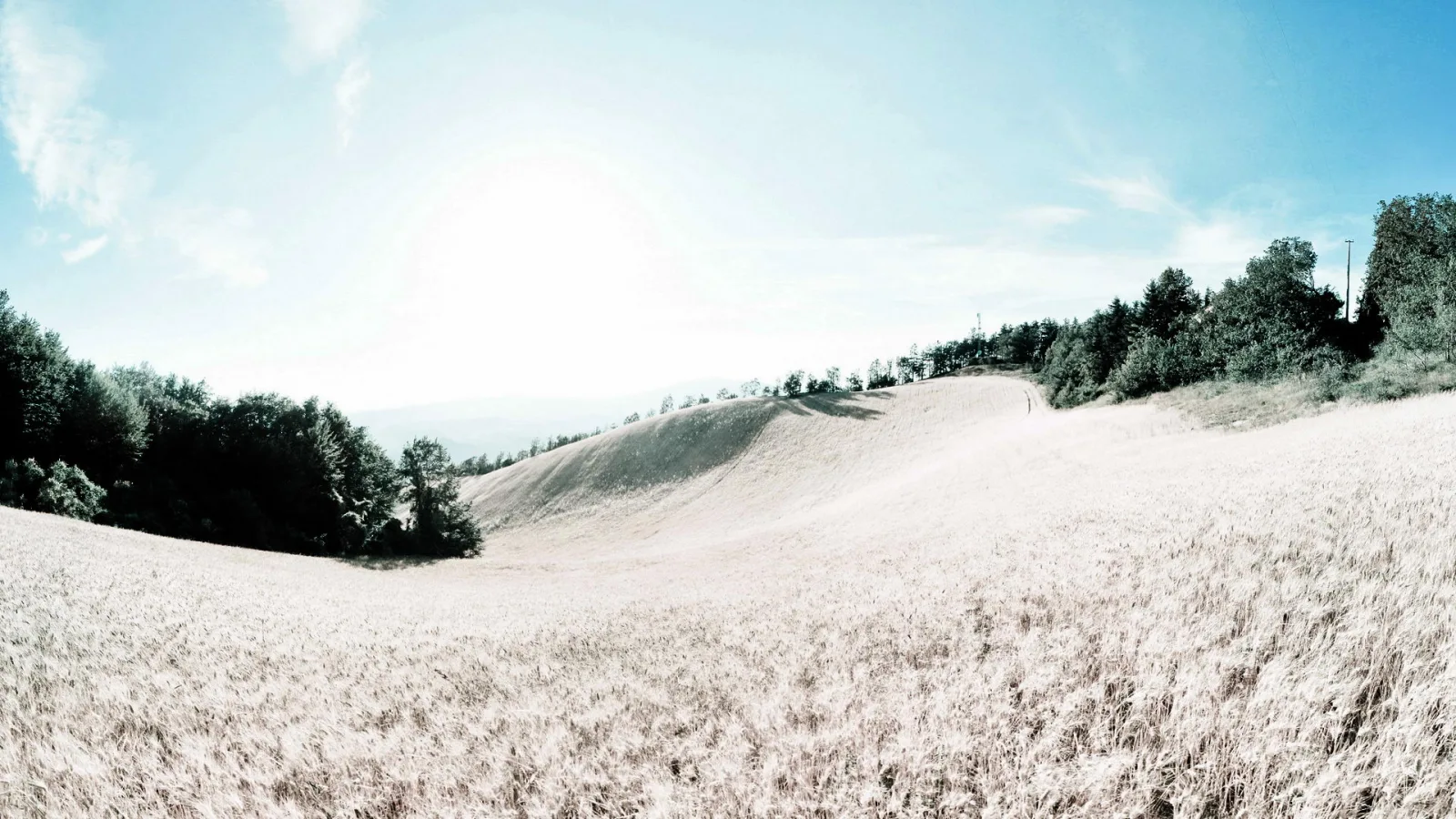 Panoramablick über ein hellgelbes Getreidefeld, das über sanfte Hügel bis zu einer Baumreihe reicht. Links dunkler Wald, die Sonne steht hell am blassblauen Himmel.