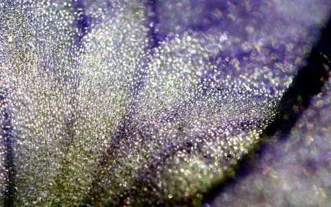 Makroaufnahme einer lila und weißen Oberfläche mit vielen glitzernden Punkten und dunklen Adern