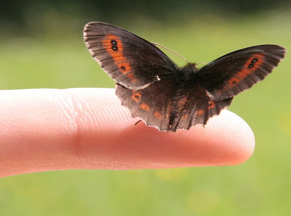Ein brauner Schmetterling mit orangefarbenen Flecken und schwarzen Augenflecken sitzt mit ausgebreiteten Flügeln auf einem Fingerspitzen vor verschwommener grüner Wiese.