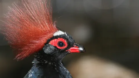 Nahaufnahme eines schwarzen Vogels mit leuchtend rotem Federschopf, rotem Augenring und rotem Schnabel vor unscharfem dunklem Hintergrund.