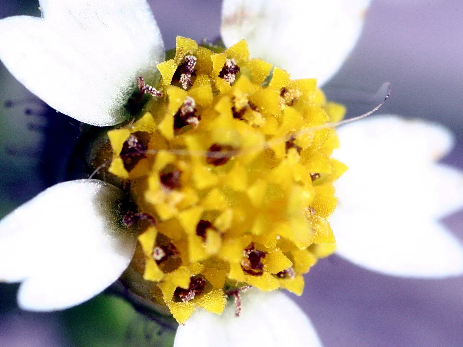 Nahaufnahme einer kleinen Blüte mit gelber Mitte und weißen Blütenblättern vor unscharfem, violettem Hintergrund.