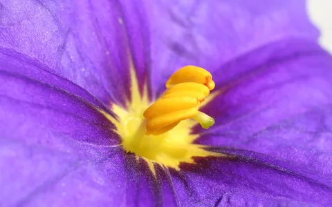 Makroaufnahme einer lila Blüte mit gelben Staubbeuteln und grünlichem Stempel in der Mitte.
