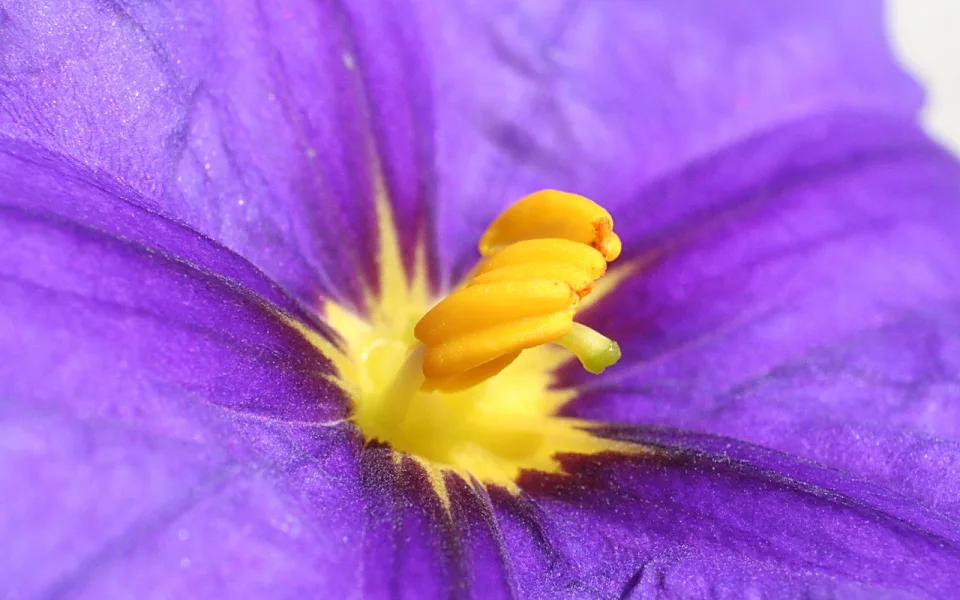 Makroaufnahme einer lila Blüte mit gelben Staubbeuteln und grünlichem Stempel in der Mitte.