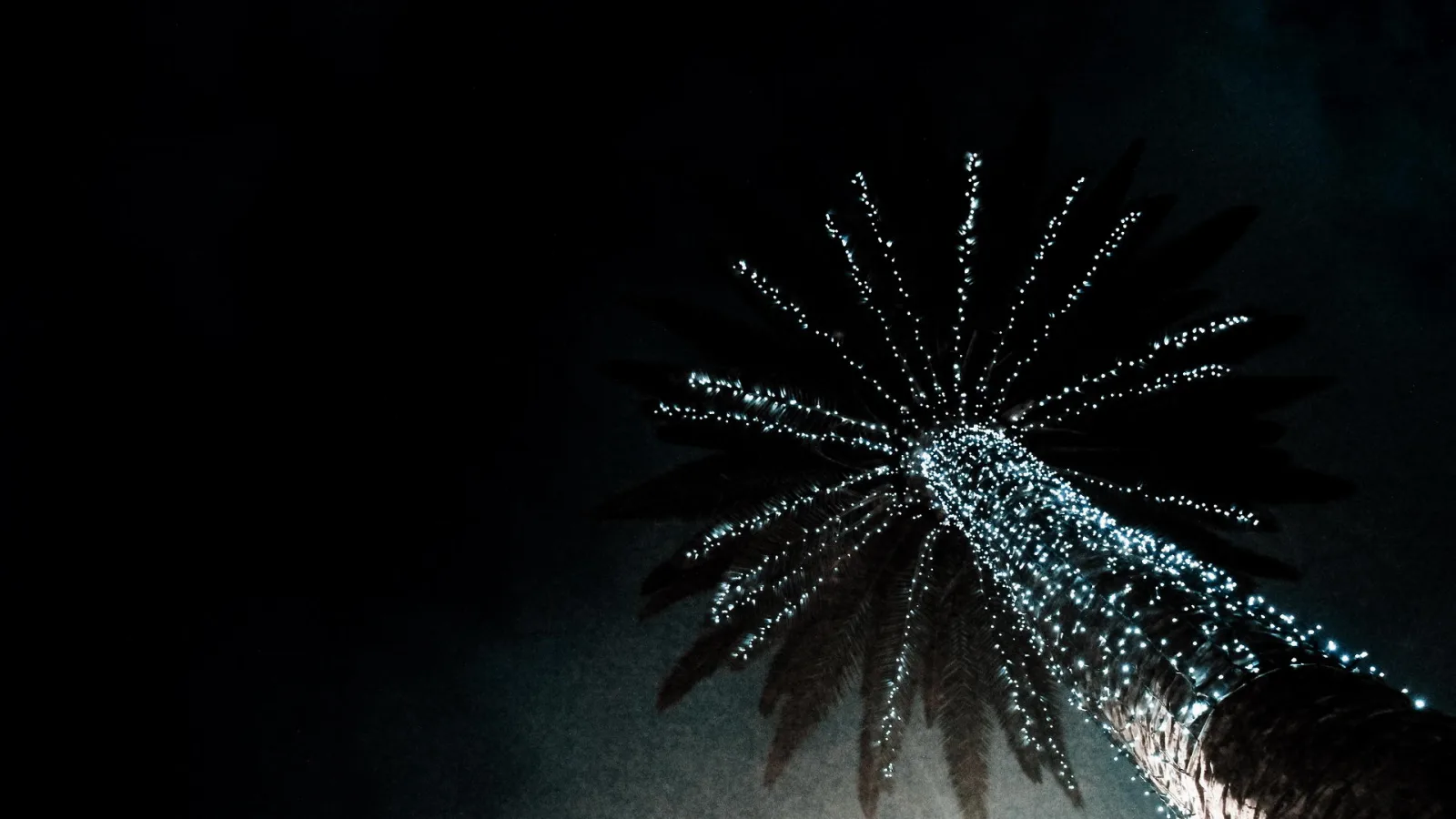 Eine Palme von unten fotografiert, ihre Krone und der Stamm sind dicht mit weißen Lichterketten behängt, der Himmel ist fast schwarz.