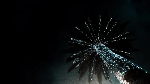 Eine Palme von unten fotografiert, ihre Krone und der Stamm sind dicht mit weißen Lichterketten behängt, der Himmel ist fast schwarz.