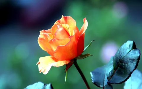 Eine orangerote Rose mit leicht geöffneten Blütenblättern, rechts dunkelgrüne Blätter, im Hintergrund unscharfes Grün.