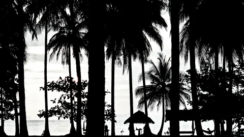 Schwarzweiß-Aufnahme dunkler Palmenstämme und Palmwedel vor hellem Himmel und Meer, darunter eine strohgedeckte Hütte am Strand.