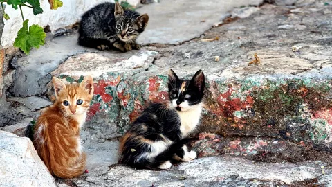Drei junge Katzen sitzen auf verwitterten Steinstufen: links eine orange, oben eine graue getigerte und rechts eine schwarz-weiß gefleckte Katze vor einer bunt bemalten Mauer.