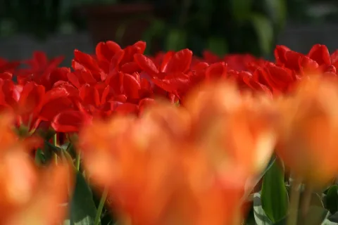Ein Feld roter Tulpen mit geöffneten Blüten, im Vordergrund unscharf orangefarbene Tulpen, im Hintergrund dunkles Grün.