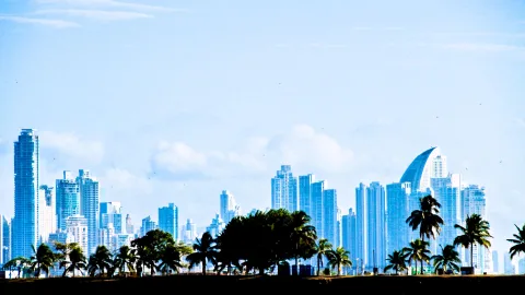 Hochhäuser einer Stadt hinter Palmen und dunklen Bäumen unter hellblauem Himmel