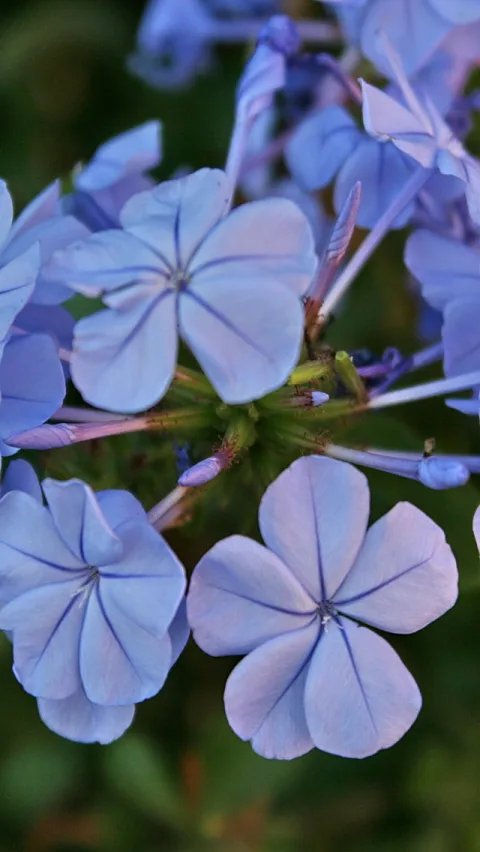 Nahaufnahme einer Dolde hellblauer Bleiwurz-Blüten mit fünf Blütenblättern vor dunkelgrünem, unscharfem Hintergrund.