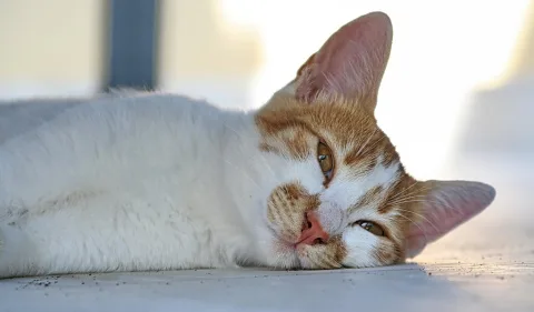 Orange-weiße Katze liegt auf der Seite auf hellem Untergrund und blickt in die Kamera, der Kopf leicht geneigt.