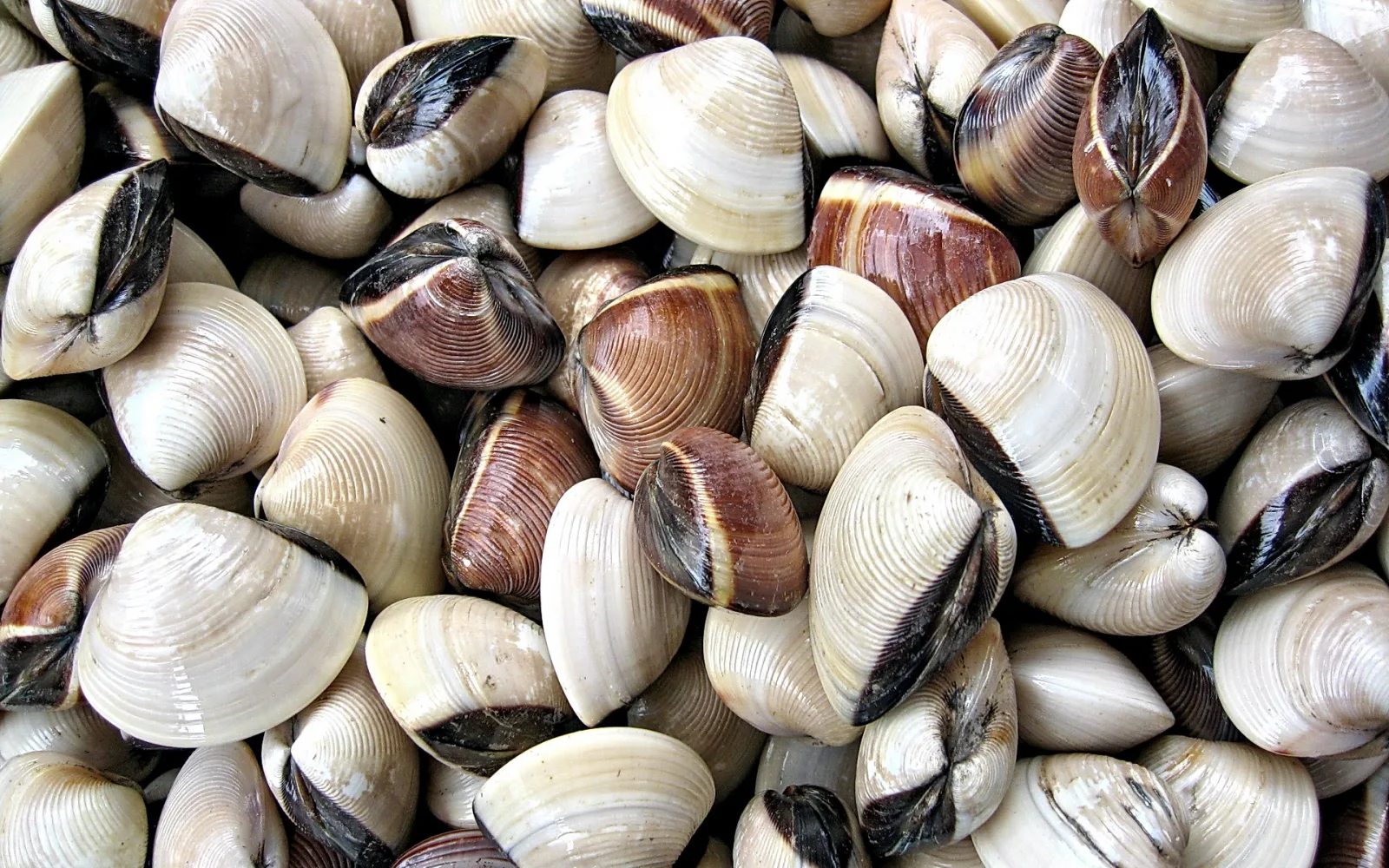 Dicht gehäufte Muscheln mit cremeweißen und braunen Schalen, Rillen und dunklen Schalenrändern, von oben fotografiert