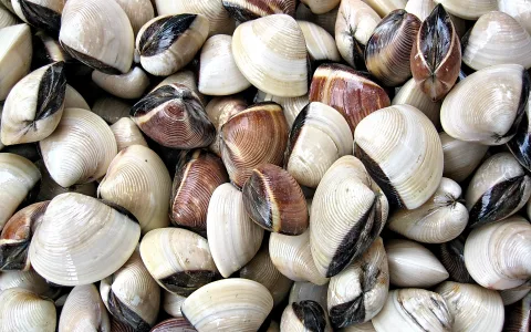 Dicht gehäufte Muscheln mit cremeweißen und braunen Schalen, Rillen und dunklen Schalenrändern, von oben fotografiert