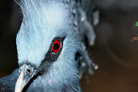 Nahaufnahme des Kopfes einer blaugrauen Kronentaube mit roter Iris und fein gefiederter Haube vor dunklem Hintergrund.