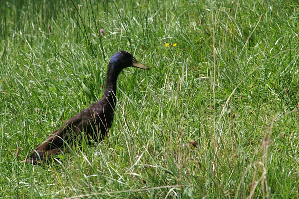 Dunkle Ente mit blau schimmerndem Kopf und gelbem Schnabel läuft durch hohes grünes Gras.