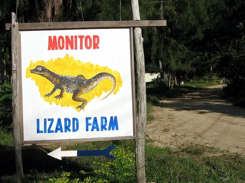 Holzschild mit der Aufschrift MONITOR LIZARD FARM und einem gemalten Waran auf gelbem Hintergrund, darunter ein blauer Pfeil nach links neben einem sandigen Weg