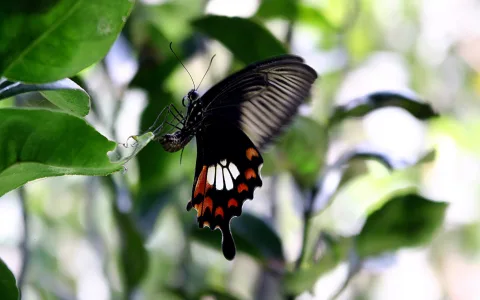 Schwarz-roter Schmetterling mit weißen Flecken sitzt auf einem grünen Blatt vor unscharfem Hintergrund.