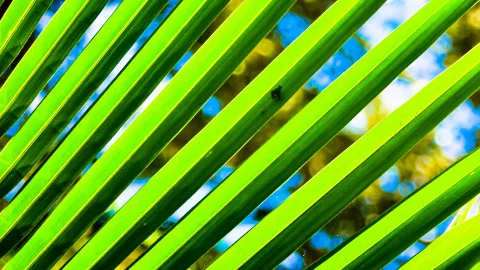 Diagonal verlaufende, leuchtend grüne Palmwedel vor einem unscharfen Hintergrund aus blauem Himmel und gelbgrünem Laub, auf einem Blatt sitzt ein kleines dunkles Insekt.