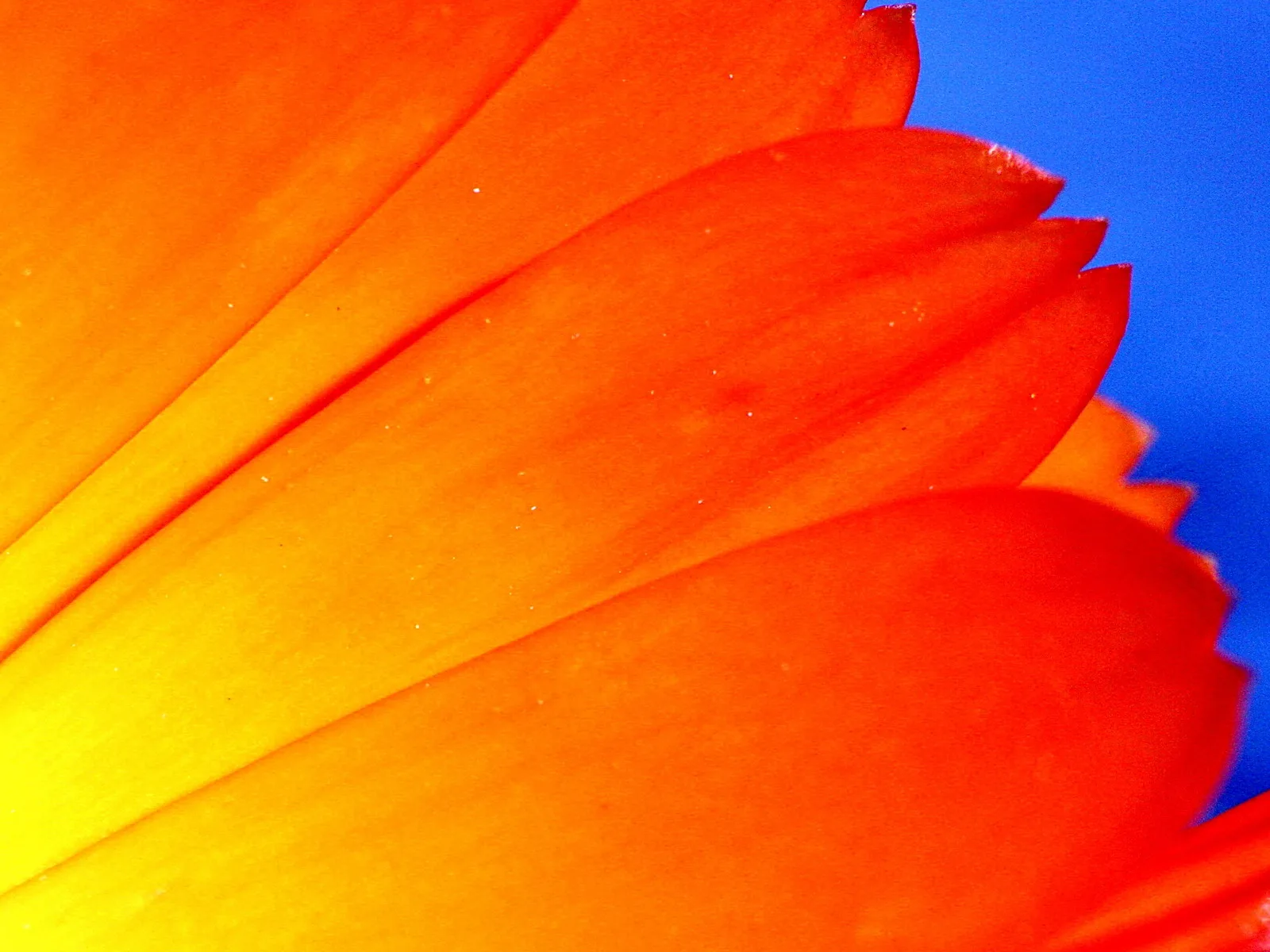 Makroaufnahme orangefarbener Blütenblätter mit gezackten Rändern vor blauem Hintergrund.