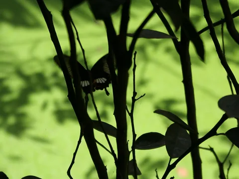 Silhouette eines Schmetterlings mit weißen Flecken zwischen dunklen Ästen und Blättern vor hellgrünem, schattigem Hintergrund.