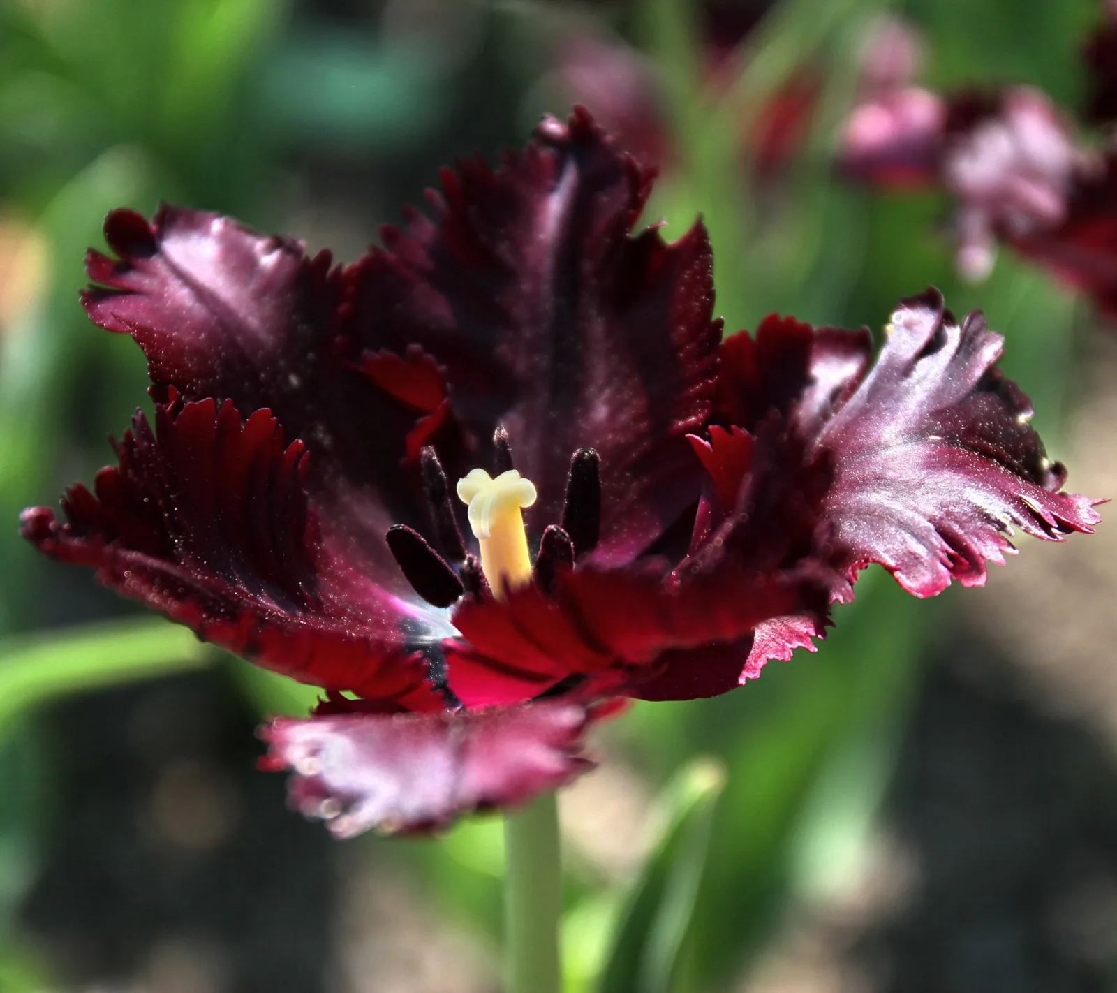 Nahaufnahme einer dunkelroten, fast schwarzen Ziertulpe mit stark gefransten Blütenblättern und gelbem Stempel vor unscharfem grünem Hintergrund.
