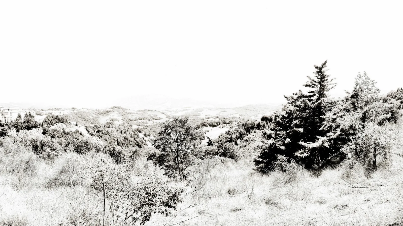 Schwarzweiß-Landschaft mit sanften Hügeln, dichtem Gebüsch und einem hohen Nadelbaum rechts, darüber ein fast weißer Himmel.