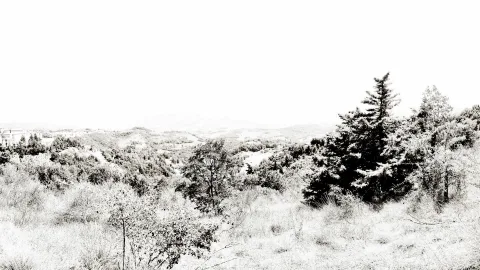 Schwarzweiß-Landschaft mit sanften Hügeln, dichtem Gebüsch und einem hohen Nadelbaum rechts, darüber ein fast weißer Himmel.