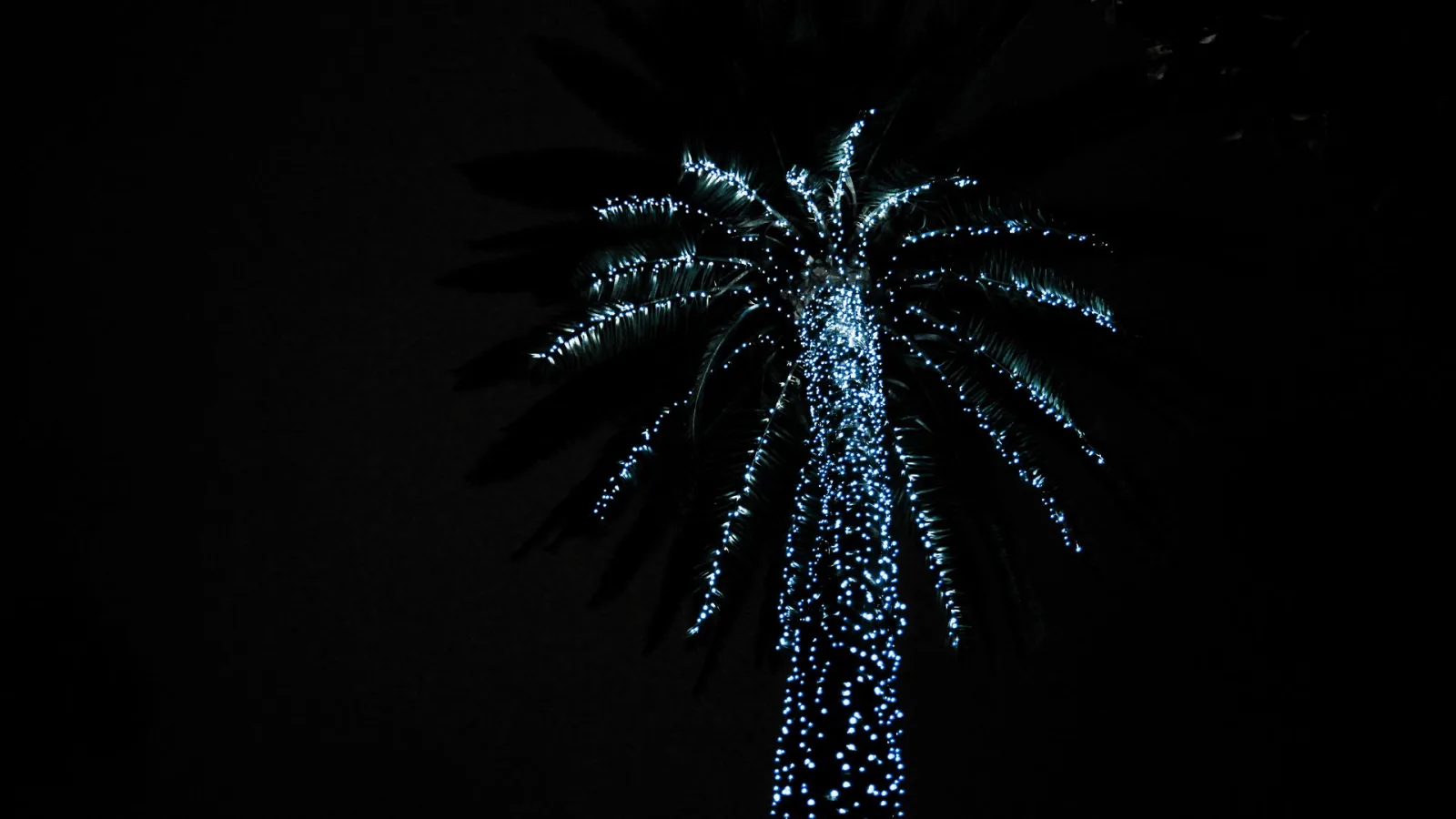 Eine Palme vor schwarzem Nachthimmel, deren Stamm und Wedel mit vielen kleinen blau-weißen Lichtern besetzt sind.