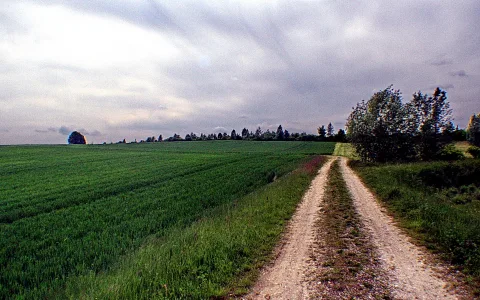 Unbefestigter Feldweg führt durch ein grünes Getreidefeld nach rechts, rechts eine Baumgruppe, darüber ein bewölkter Himmel.