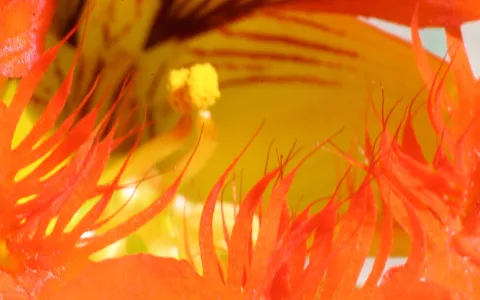 Nahaufnahme einer Blüte: orangerote Härchen rahmen von links und rechts eine gelbe Blütenfläche mit rötlichen Streifen und einem gelben Blütenstempel.