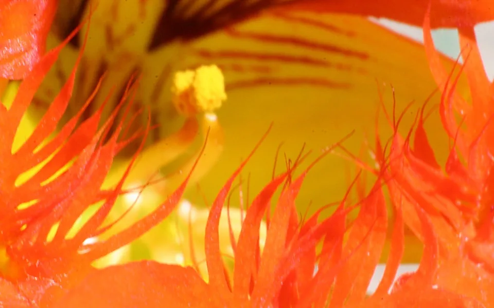 Nahaufnahme einer Blüte: orangerote Härchen rahmen von links und rechts eine gelbe Blütenfläche mit rötlichen Streifen und einem gelben Blütenstempel.